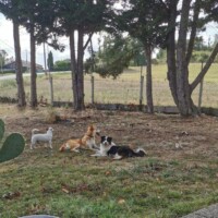 Pension Canine aubonrepos toulouse