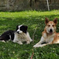 pension canine toulouse gers