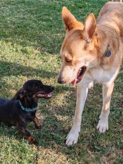 pension canine c'est moi le plus fort toulouse