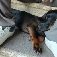 pension canine toulouse dodo