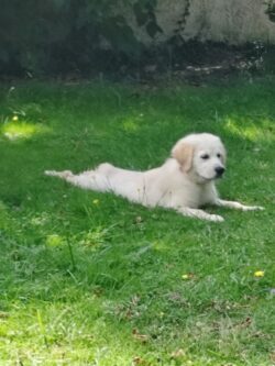 pension pour chien dans l'herbe toulouse