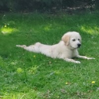 pension pour chien dans l'herbe toulouse