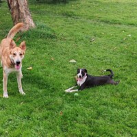 pension canine je veux jouer toulouse