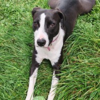 pension canine a moi la balle toulouse