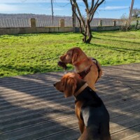 pensione canine coucher de soleil terrasse toulouse