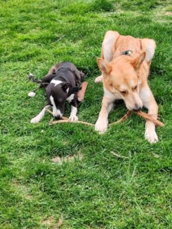 pension pour chien je mords la corde toulouse
