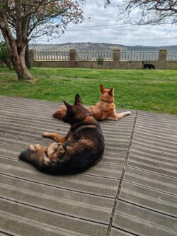 pension pour chien tranquille sur la terrasse toulouse