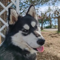 pensione pour chien portrait toulouse