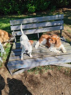 pension canine sur le banc toulouse