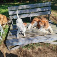 pension canine sur le banc toulouse