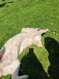 pension canine sur le dos toulouse